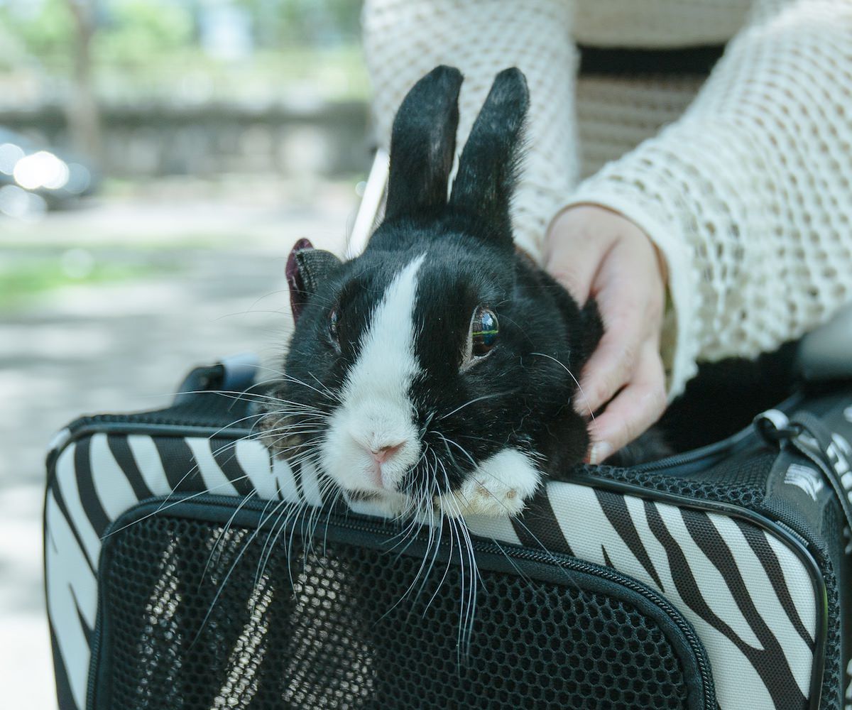 ♡ 關於「動物溝通」，我想說的是…