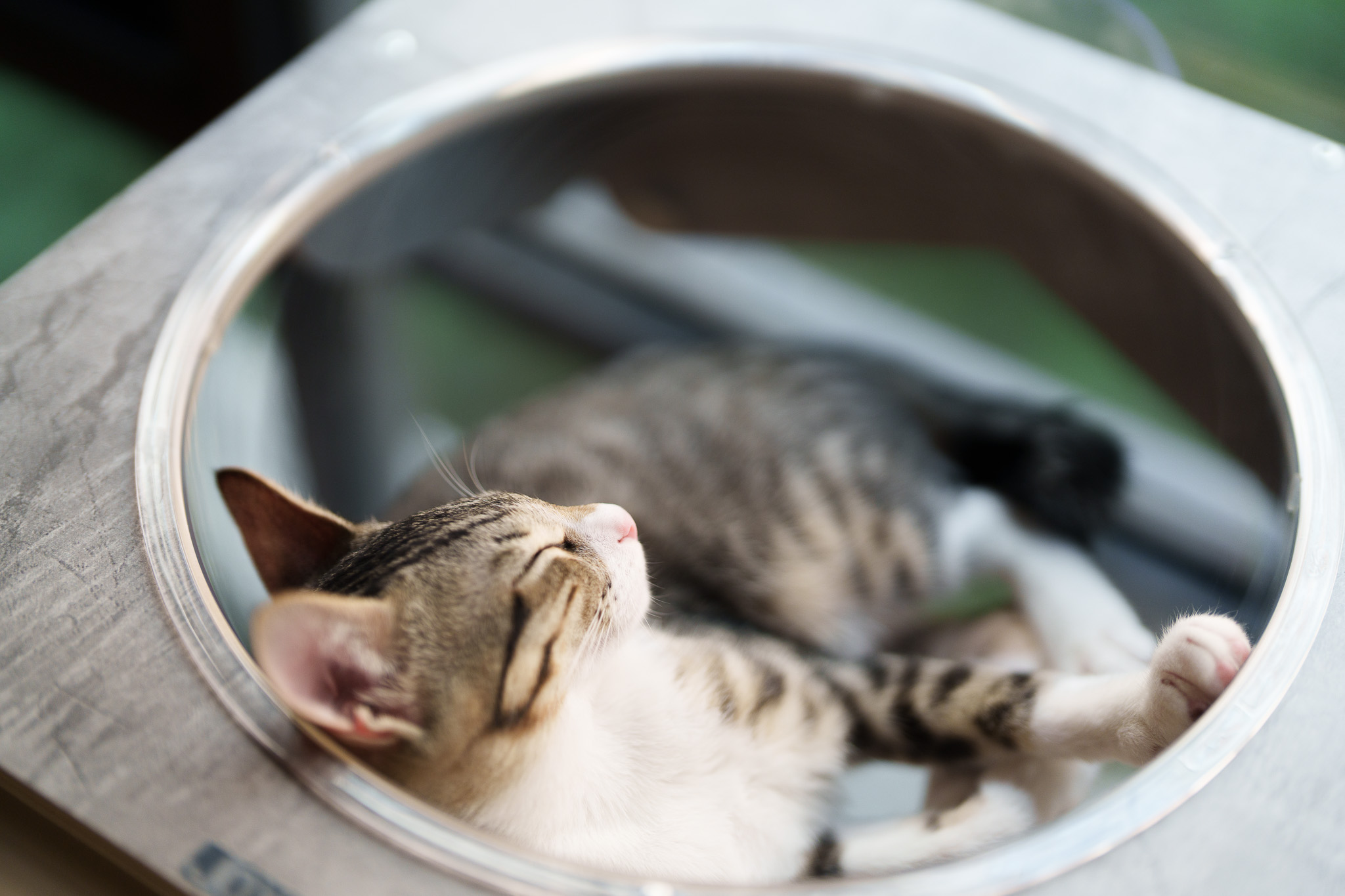 塔羅牌除了用來占卜,還可以怎麼用呢?:與高我對話、寵物占卜、投資指引😛 - 第3張圖